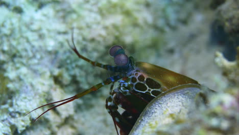 Un-Camarón-Mantis-Colorido-Sacando-La-Cabeza-Del-Arrecife-De-Coral-Y-Buscando-En-La-Columna-Submarina.