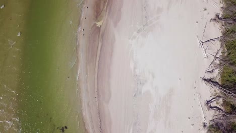 aerial birdseye view of baltic sea coast on a sunny day, seashore dunes damaged by waves, broken pine trees, coastal erosion, climate changes, wide angle drone shot moving forward