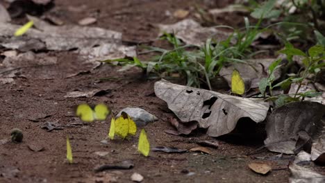 yellow butterflies on forest floor