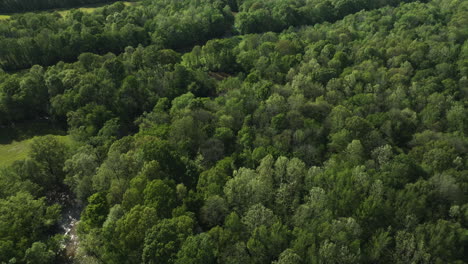 The-lush-wolf-river-forest-canopy-in-collierville,-tennessee,-during-daylight,-aerial-view