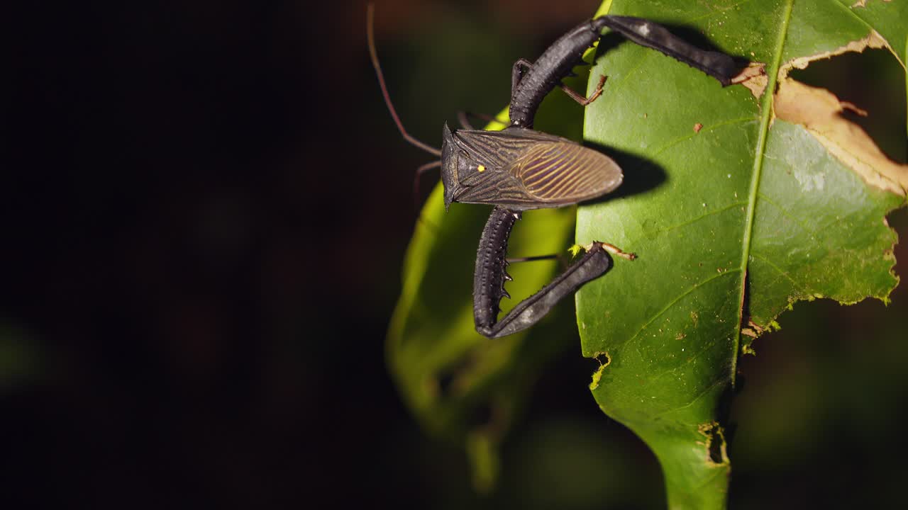 bicho gigante chupador de savia movido camina hacia adelante levantando sus enormes patas traseras mostrando un patrón en sus alas