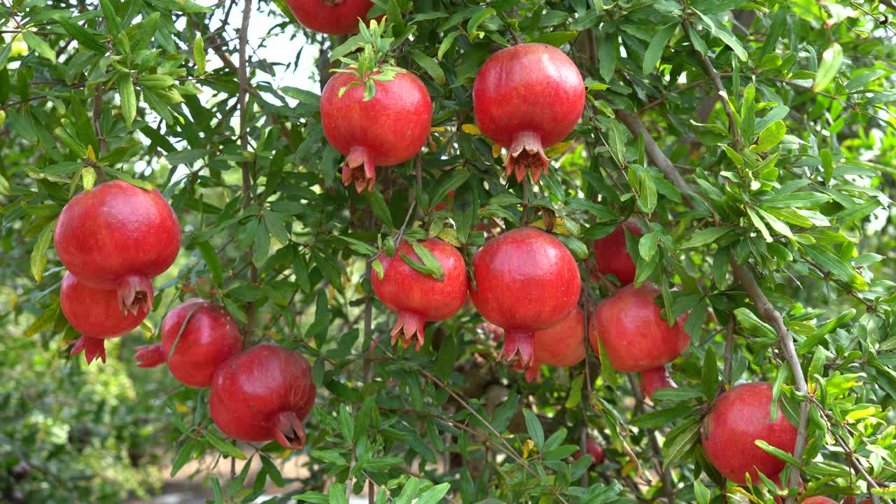 Granatæbleplantage i plukkesæsonen