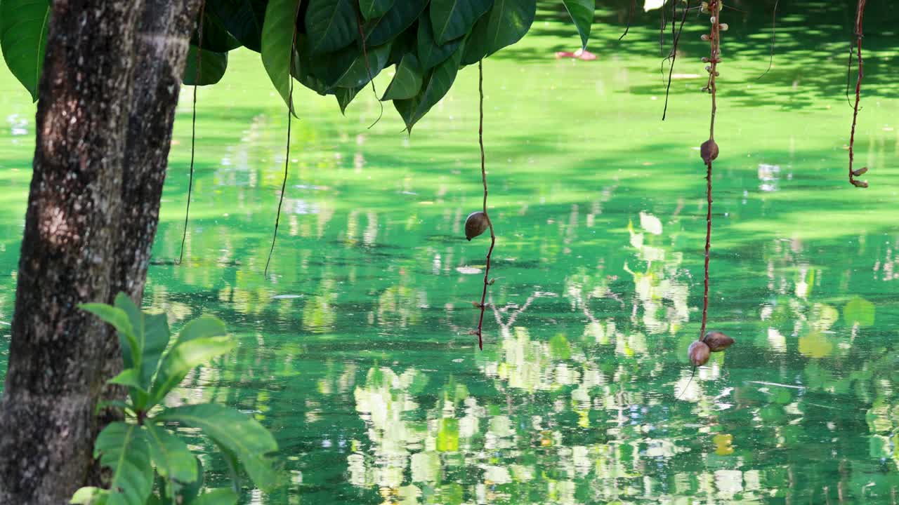 평온한 푸른 연못 물 표면에 나무의 평화로운 반사