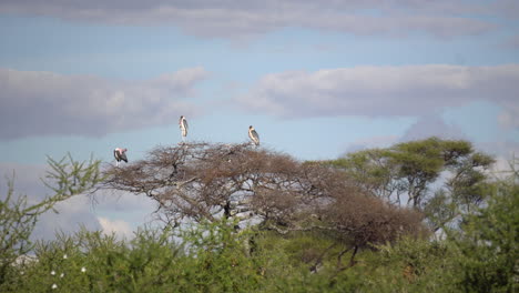 group of storks standing on tree branches in african savannah. animals in conservation area and natural habitat