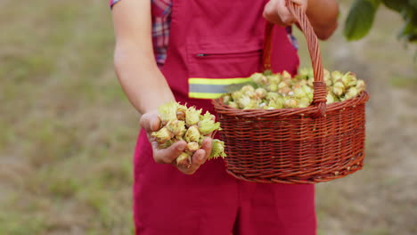 close-up of agronomist man farmer shows pile of raw unshelled hazelnuts in palm of hand good harvest