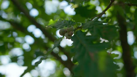 Primer-Plano-De-La-Rama-De-Un-Roble-Con-Hojas-Y-Nueces-De-Bellota-Crudas-En-La-Naturaleza