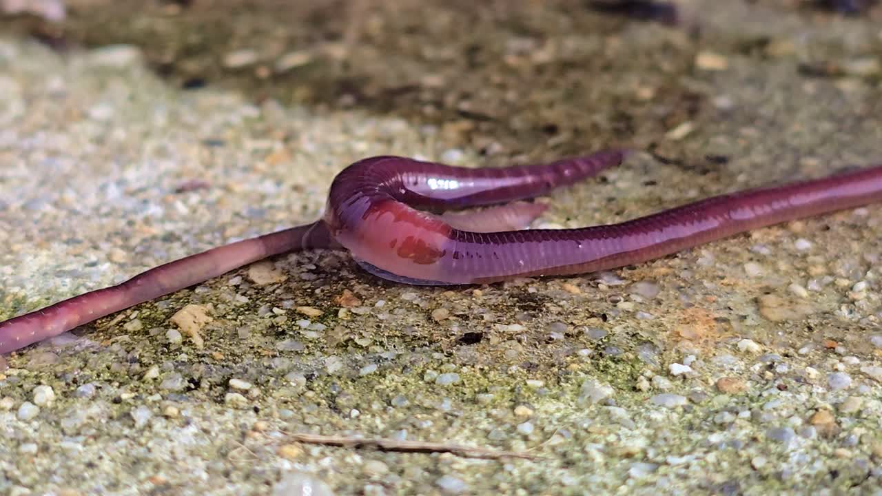 Close-up de duas minhocas se sobrepondo brevemente em solo úmido antes de se separarem e se moverem em direções opostas através do solo úmido.
