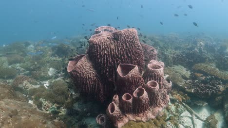 Giant-Barrel-Sponge-Many-Cones-Provides-Shelter-to-Black-Damselfish