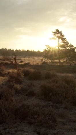 sunrise over a heath landscape