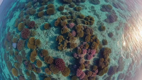 colorful coral reef panorama