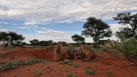 ground view of meerkats captures their endearing grooming rituals and cosy huddles at the burrow, offering a captivating glimpse into their communal habits and adorable interactions