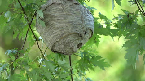 A-paper-wasp-nest-hanging-from-a-tree-in-the-woods-in-the-wilderness-in-the-summertime