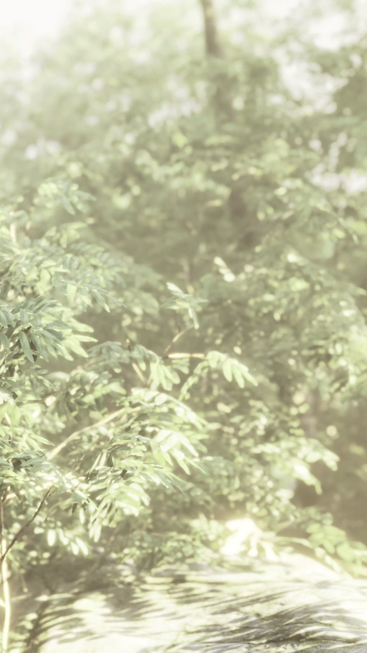 Green trees fill the scene with sunlight and soft shadows in summer