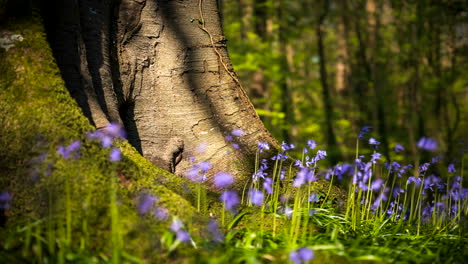 time lapse of bluebells forest during spring time in natural park in ireland