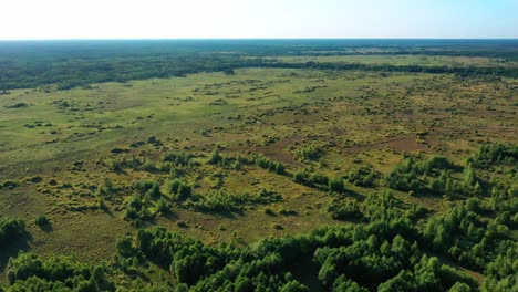 swamp impassable swamps aerial photography in sunny weather