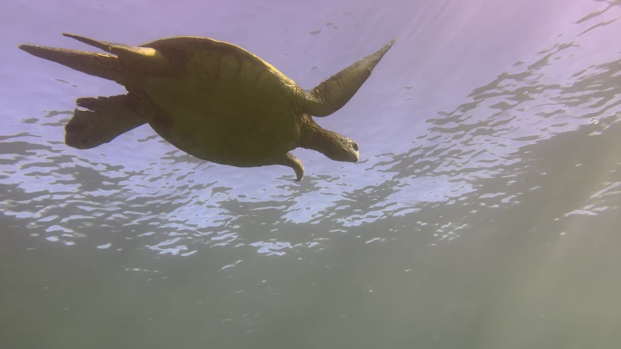 Sea turtle slowly swimming in blue water through sunlight close to