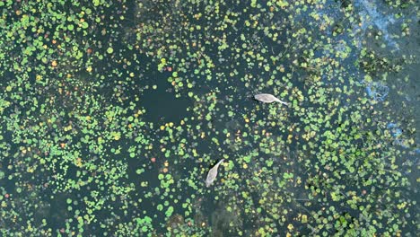 pair of herons scavenging for food in wetlands top-down shot