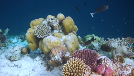 reef with a variety of hard and soft corals and tropical fish. maldives indian ocean.