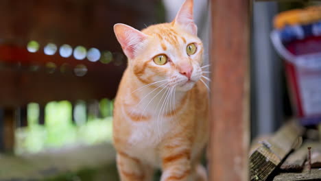 curious yellow cat carefully approaching the camera in a garden