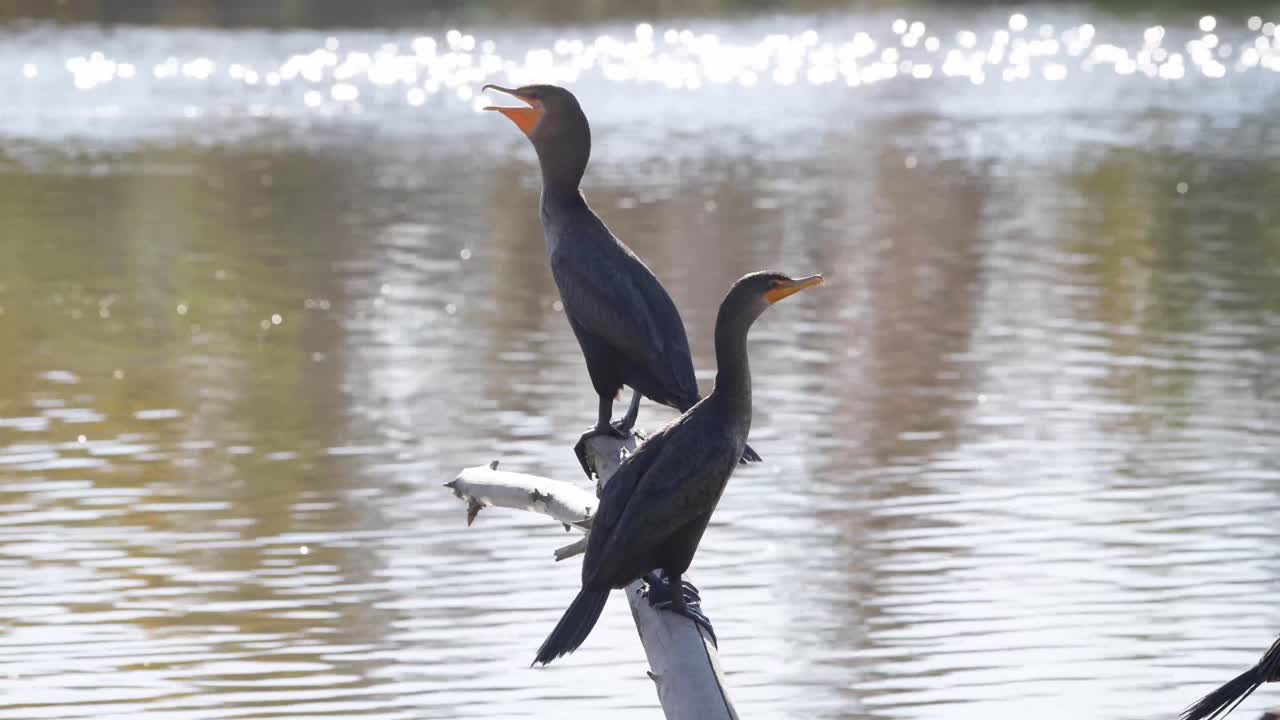 cormoranes de doble cresta posados en la rama de un árbol