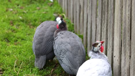 guineafowl grooming each other near a wooden fence