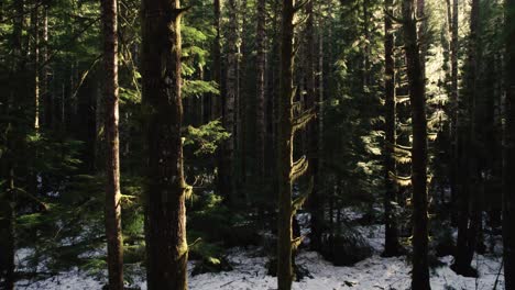 Slowly-moving-above-the-snow-covered-forest-through-moss-covered-evergreens,-aerial-dolly