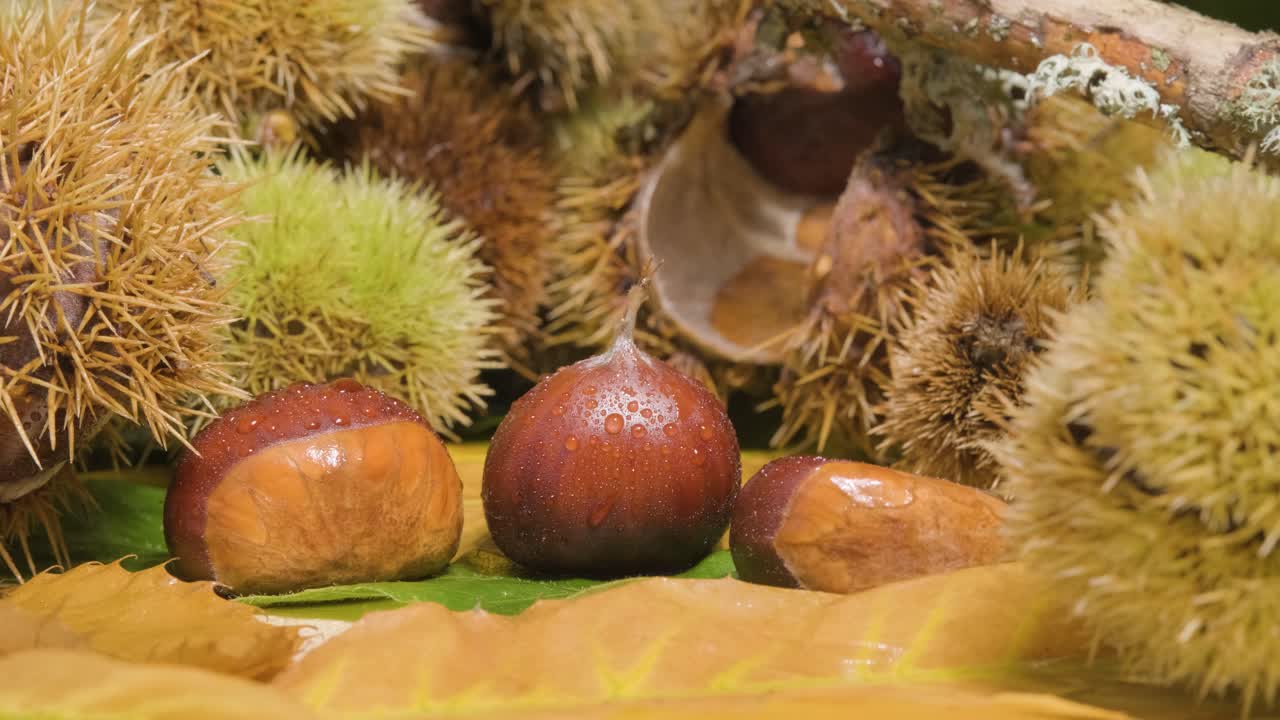 Rotation shot Fresh Chestnuts with Hedgehog shells - Autumn concept