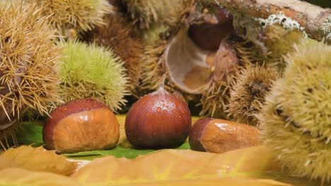 rotation shot fresh chestnuts with hedgehog shells - autumn concept