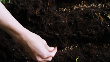 woman planting saplings in soil