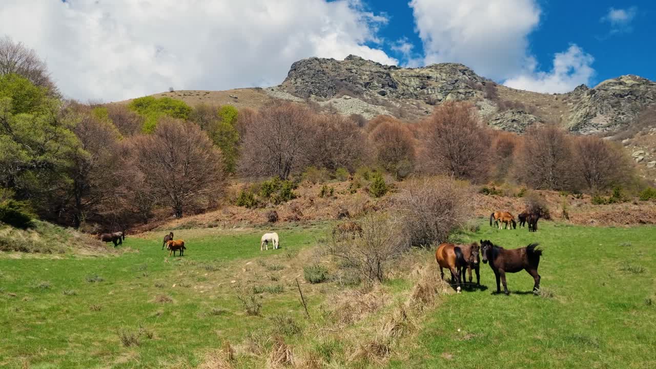 Peaceful scene of wild horses grazing freely in the sunlit meadows of the Vrontous Mountains, near Lailias in the Serres region of northern Greece, on a bright spring day