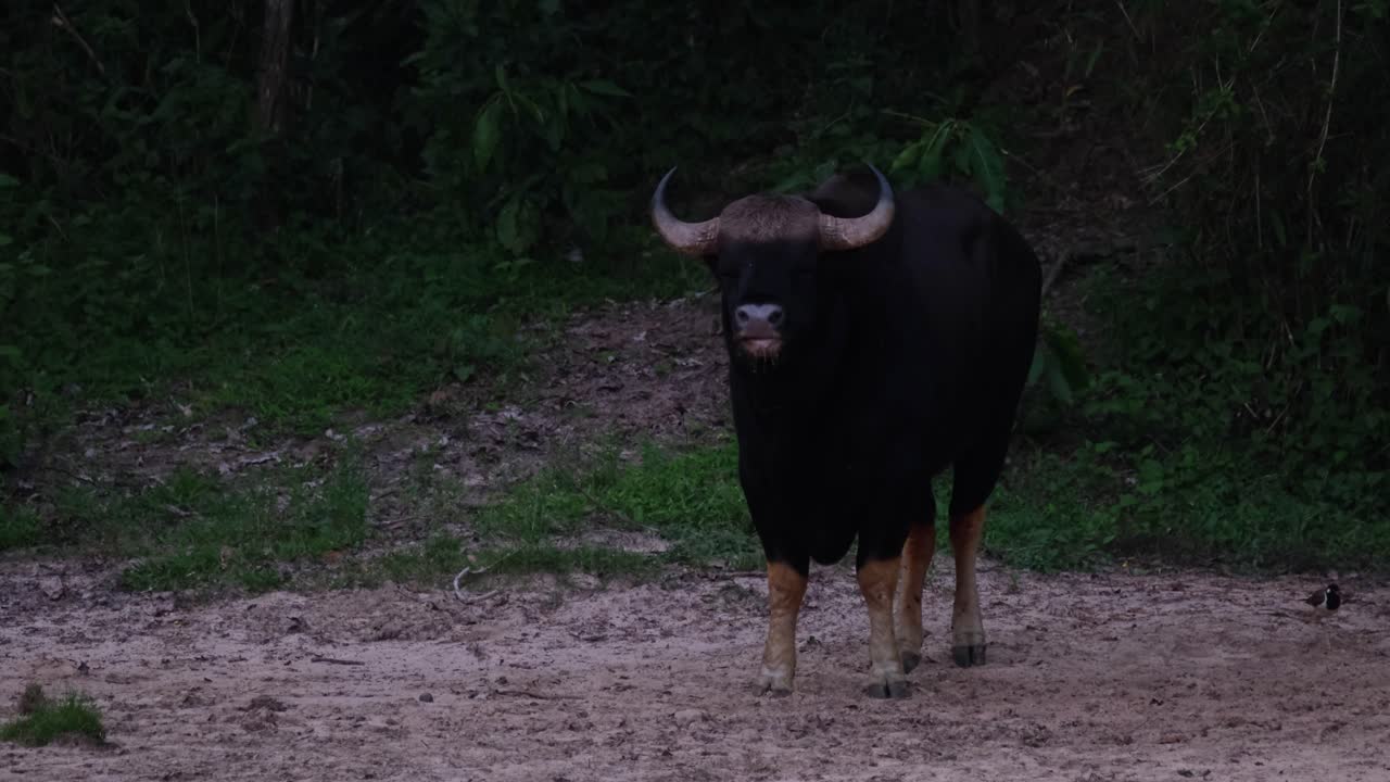 lamiendo el suelo en busca de sal y minerales, el bisonte indio bos gaurus también está buscando posibles depredadores en el parque nacional kaeng krachan en tailandia