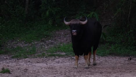 Licking-the-ground-for-salt-and-minerals,-the-Indian-Bison-Bos-gaurus-is-also-looking-around-for-possible-predators-at-Kaeng-Krachan-National-Park-in-Thailand