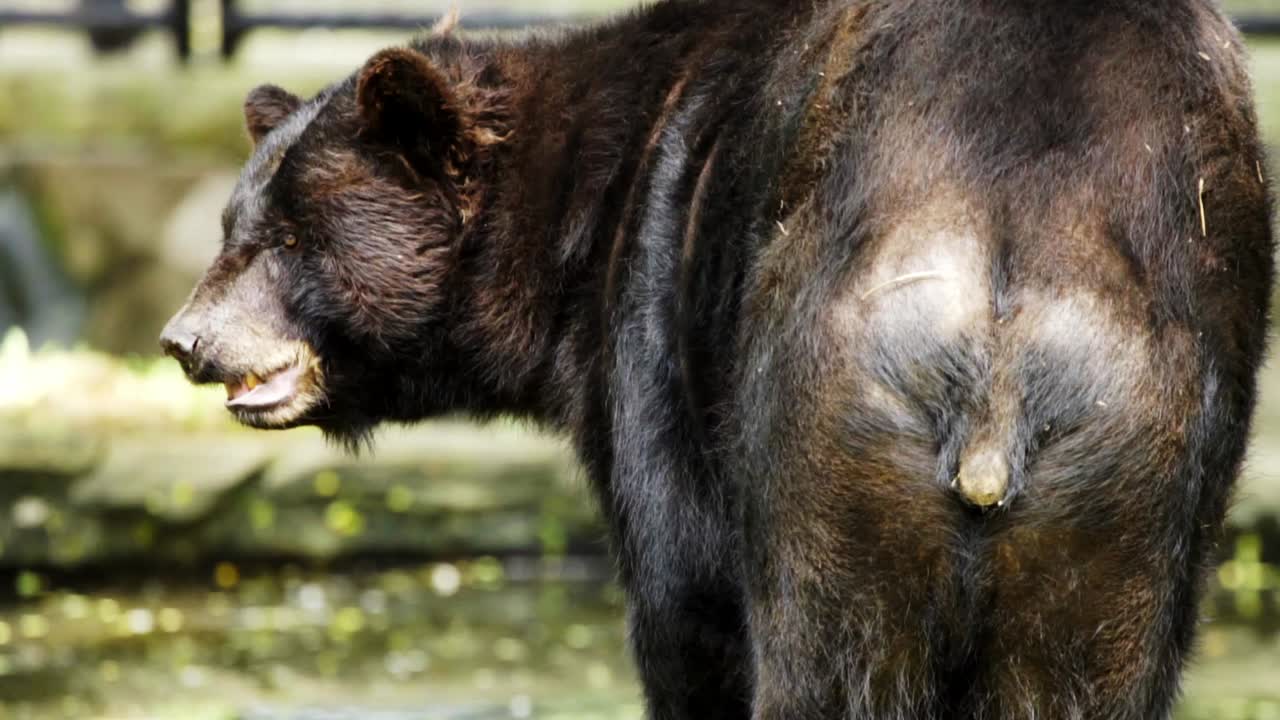 vista trasera del oso negro mirando hacia atrás, gira la cabeza con la boca abierta, se aleja