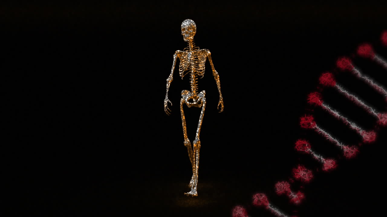 анимация 3d красной нити днк, вращающейся над человеческим скелетом