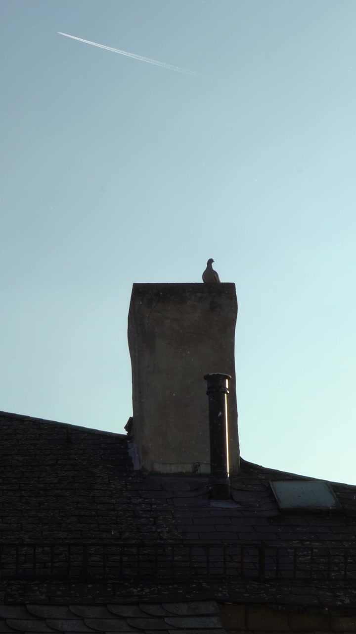 Oiseau perché sur une cheminée de toit avec un ciel clair et une traînée d'avion lointaine visible.