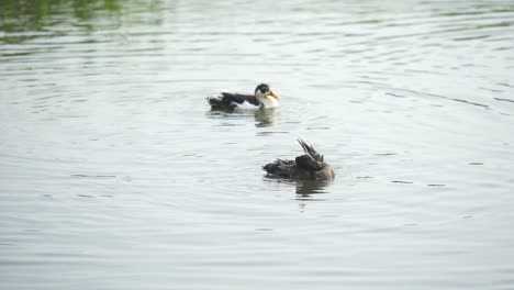ducks are playing in the pond