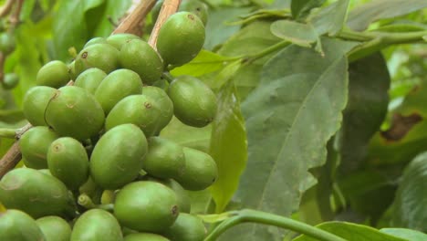 Pan-A-Través-De-Los-Granos-De-Café-Que-Crecen-En-Una-Plantación-De-Café-En-Los-Trópicos-1