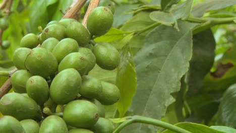 pan a través de granos de café que crecen en una plantación de café en los trópicos 1