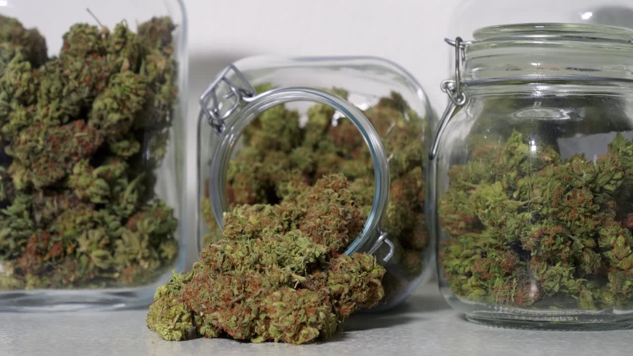 Dolly-shot af høstede cannabisblomster i krukker foran en hvid baggrund