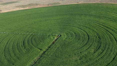 agricultura innovadora: riego de pivote central que nutre los cultivos en cache creek, columbia británica, canadá