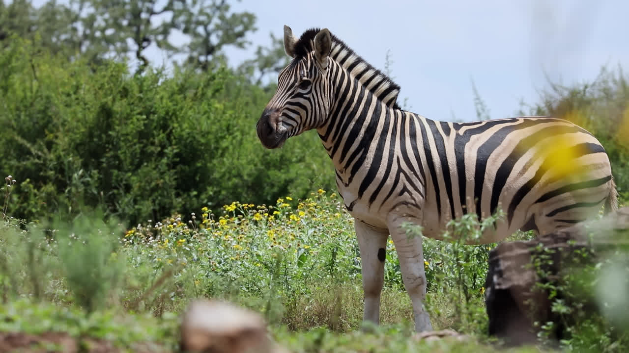 Burchell's Zebra In Madikwe, South Africa - Wide Shot