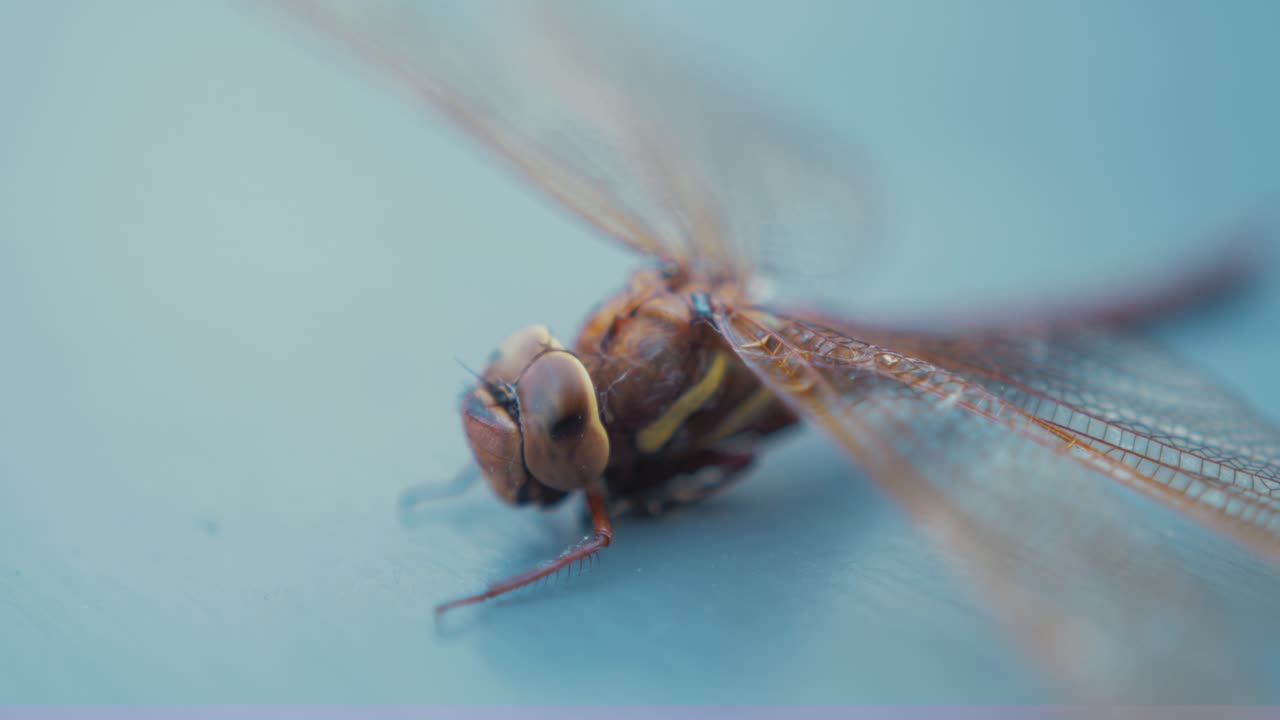 Brown Hawker Dragonfly Aeshna Grandis Macro Head - Thorax