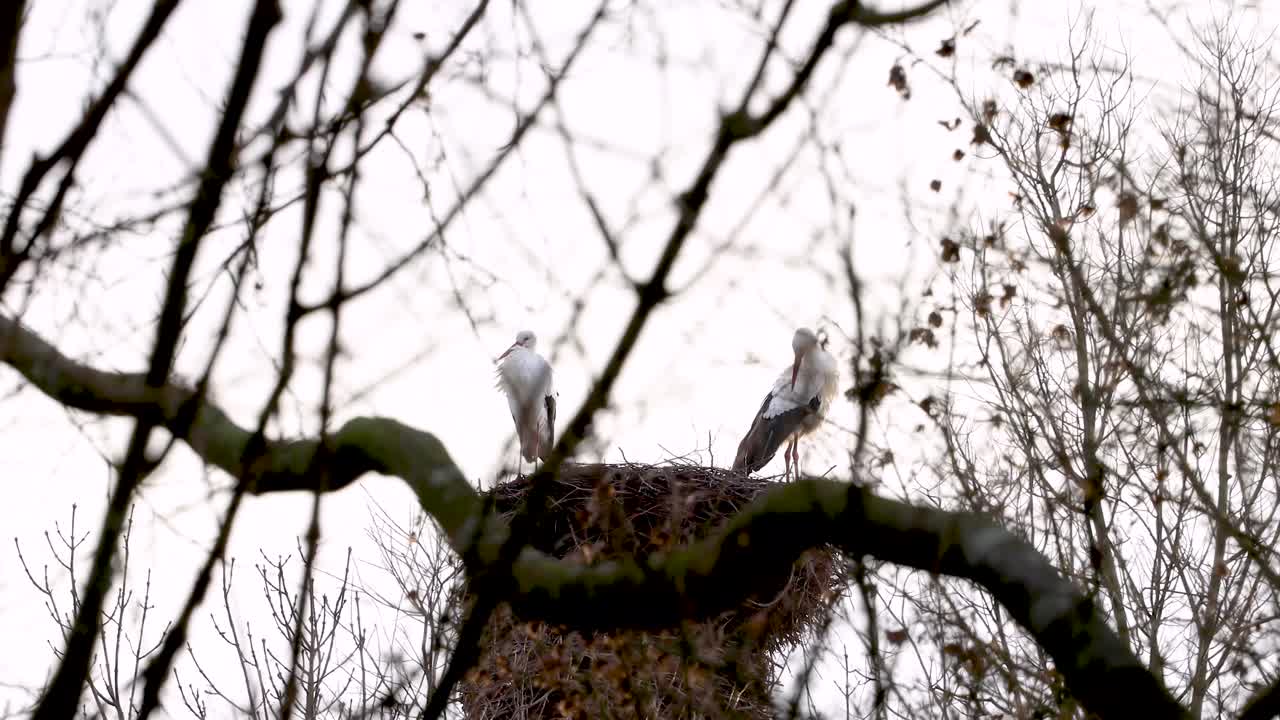 un par de cigüeñas de pie y acicalándose en lo alto de su nido con árboles estériles de invierno ondeando en el viento en primer plano en un día nublado