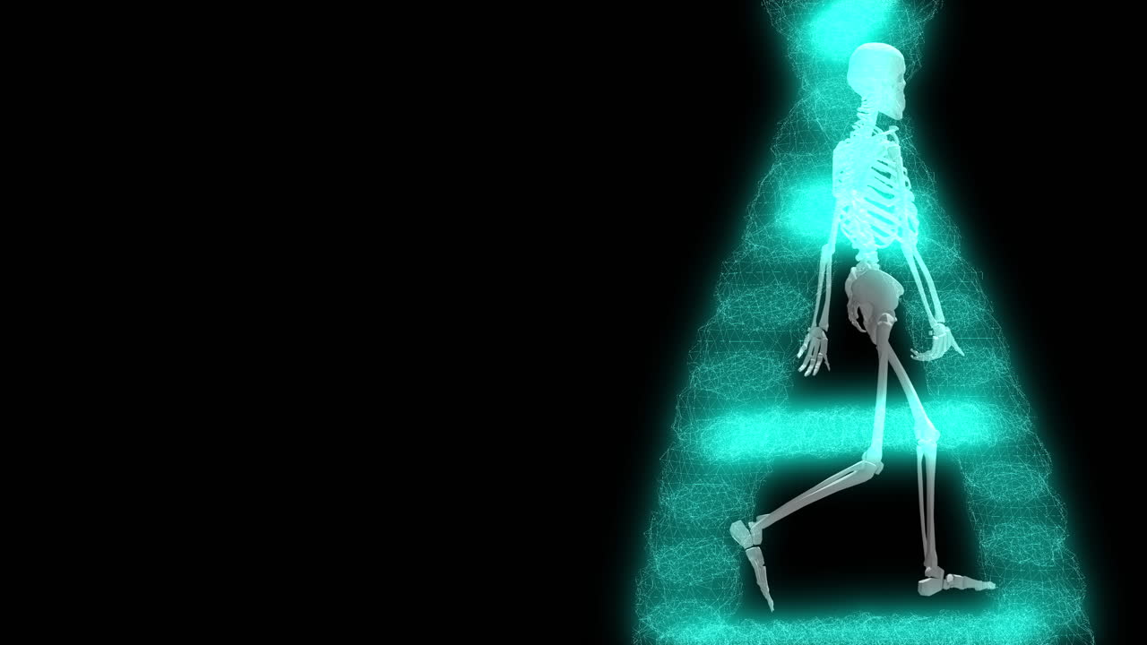 3D Rendering of a Skeleton