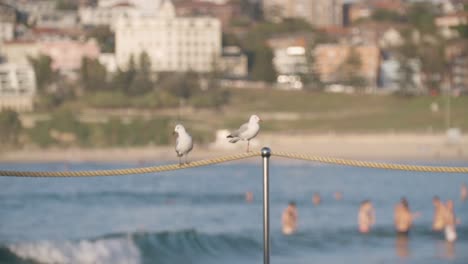 pájaros de gaviota plateada observando a la gente en la playa en australia