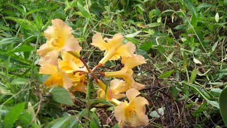 a freshly planted young gardenia plant with an example of its blooms placed next to it