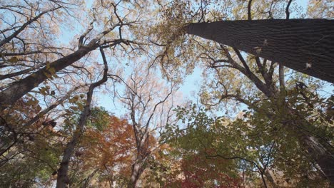 Bäume-Entlang-Des-Wissahickon-Creek-Im-Herbst