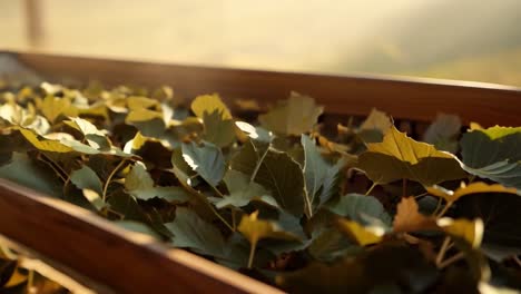 leaves in a wooden container
