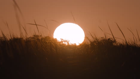 everglades sunset sawgrass landscape close up 2