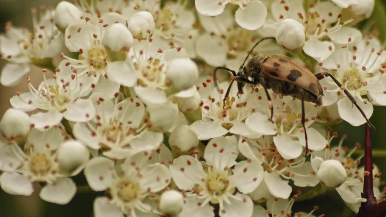 escarabajo alimentándose de flores blancas de pyracantha firethorn